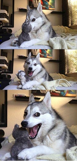 Husky meme image