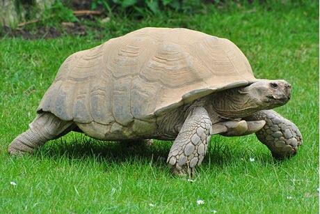 Sulcata Tortoise