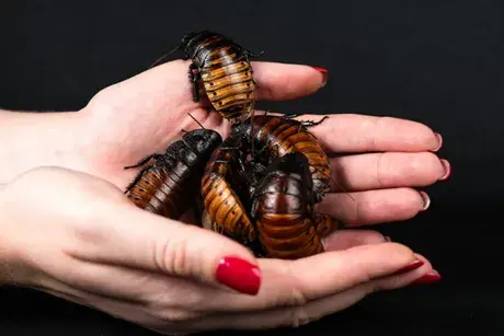 Madagascar hissing cockroaches