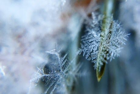 Snow flakes up close