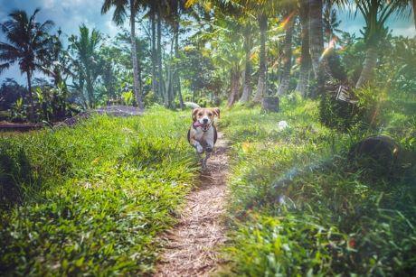 Beagle running along path.
