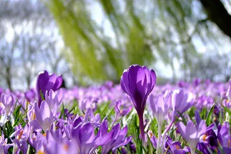 Spring flowers
